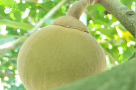 新物种！新水果！来看海南这2样新东西图片