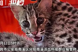 30秒｜四川宜宾南溪再次发现豹猫 体长约50cm体重约3斤，将在健康检查后放归图片