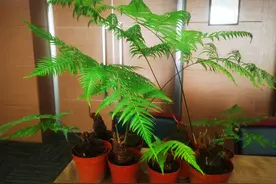 “沪漂”一年后，国家二级保护野生植物金毛狗蕨将启程回家图片