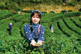 瞭望 | 一片茶叶上的乡村振兴脉络图片