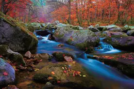 枫叶红似火 辽宁本溪迎来最佳赏枫期图片