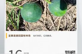 湖湘自然历丨金秋硕果⑯吊瓜子好吃，吊瓜能不能吃？图片