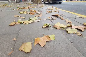香味诱人，板栗香而知天下秋图片