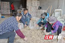 隆回金石桥镇：种玉竹 发“洋财”图片