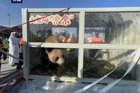 中东首对！两只中国大熊猫抵达卡塔尔首都多哈图片