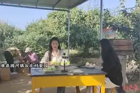 山东一小镇“对赌”赢来电商企业回家乡，直播助百年梨园卖鸭梨图片