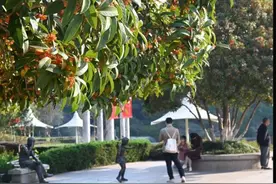桂花正盛！浙江女子却被“熏”进医院……图片