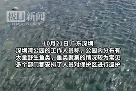 深圳湾“乌头鱼潮”令海水变色，专家：觅食可能性较大图片