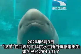 中国首头人工繁育二代江豚取名汉宝图片