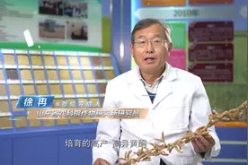 山东省农业科学院第三届农业科技成果秋季拍卖会成果 高产、高异黄酮、豆浆专用大豆新品种——齐黄39图片