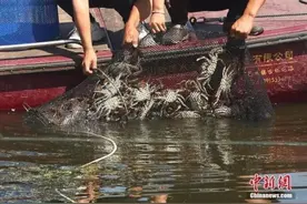 蟹卡兑换遭遇重重陷阱是谁在玩猫腻？图片