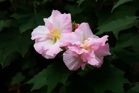 如何种好一株木芙蓉？图片