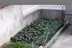 萌娃掉进筐里呼叫“求救”，奶奶哭笑不得拍照发家庭群图片