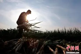探访山东章丘大葱种植基地：“你没葱高真的不是笑话你”图片