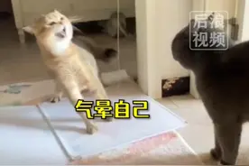 猫咪吵架太上头把自己当场气晕，网友：又菜又爱吵图片