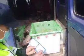“移动猪圈”？男子为省运费开面包车拉30多头小猪上高速图片