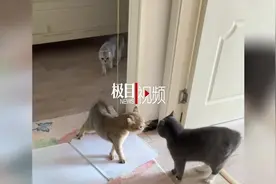 一只猫和同伴吵架“怄气”翻倒在地，专家：可能短暂缺氧晕倒图片
