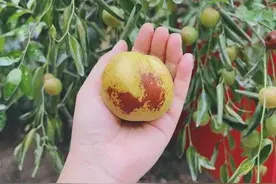 秋风初凉睡正美图片