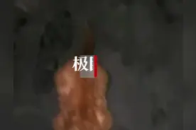 男子偶遇罕见“魁梧”流浪猫后送医，医生：可能是皮下气肿图片