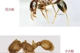 【动植物检疫】红火蚁VS小火蚁，认清两种入侵物种及其危害图片