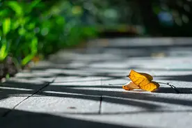 夜读｜候春的秋叶图片