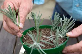 亲子活动招募~小叶子邀你体验神奇的植物分身术图片