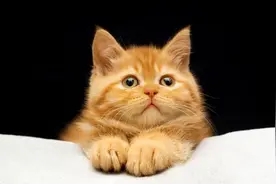 猫咪真的可以听懂主人的话，你相信吗？图片