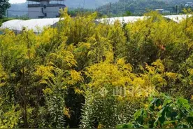 柳州此地发现一大片这种花！很漂亮，但必须连根铲除图片