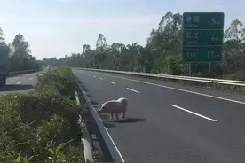 肥猪离家出走跑上高速公路！交警一度被拽着转圈，已将其擒获图片