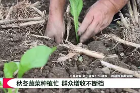 贵州三农 | 秋冬蔬菜种植忙 群众增收不断档图片