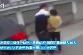 四川一猎捕收售小熊猫团伙落网：每只最高卖35万，案涉千万图片