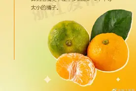 关于桔子的这些小知识，你都知道吗图片
