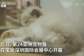 视频｜“亚宠展”举行，深圳“国际会展之都”建设再按加速键图片