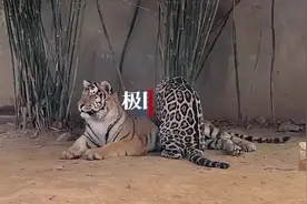 动物园内“打工豹”卖力给老虎按摩，专家：或将老虎当成了妈妈图片
