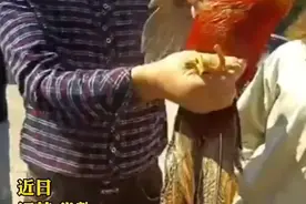“鸟中凤凰”现身！红腹锦鸡被误以为是凤凰，网友：发型好漂亮图片