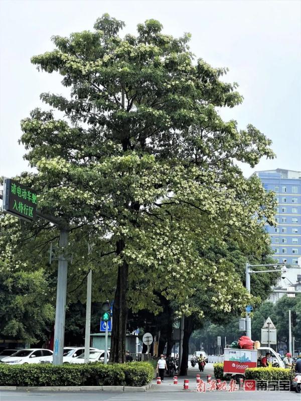 胶花成分 2026年什么是胶花