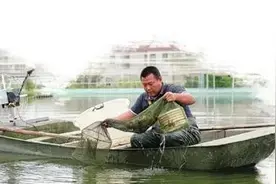 上海，做全国河蟹养殖产业的“优等生”图片