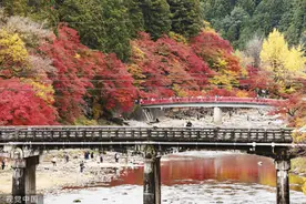 日本爱知县举办枫叶节 4000棵枫树正当时图片
