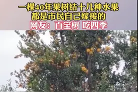 稀奇！杭州一果树长出10多种水果！脐橙、砂糖橘、红柚图片
