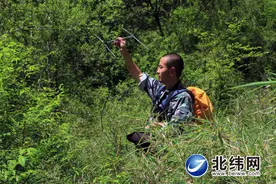 野性的呼唤 人工圈养大熊猫重返森林图片