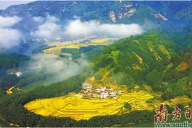 广宁竹产业的破局“三问”图片