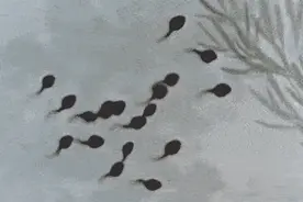 深观察｜男性生育能力断崖式下跌？别慌图片
