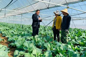 微山农商行打造“菜篮子”，助力“蔬菜名片”叫得响传得开图片
