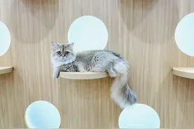 独家调查｜萌宠商业秘密：猫一生或消费20万，宠物医疗、保险、殡葬向人类看齐图片