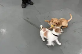 探访上海警犬基地：三个月大的幼犬每天在跑步机上练体能图片