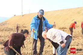 四川剑阁：栽植元宝枫 助力乡村产业振兴图片