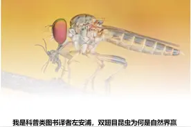 为什么没有了苍蝇，地球会变得更加恶心？图片
