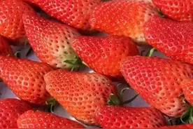 “冬天的第一颗草莓”可以安排了图片