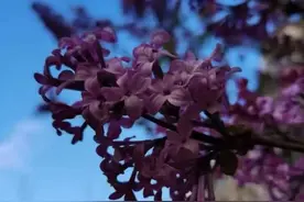 晚潮｜我爱丁香花图片
