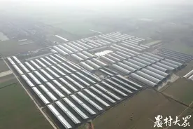村里百座智能农业大棚，“种”出致富好“钱”景图片